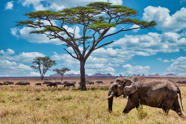 What Wildlife Can You Expect to See on a Luxury Safari?